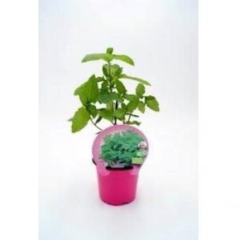 Menta Hierbabuena ECO M-10,5