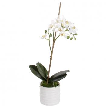 Shishi, Home de belleza Phalaenopsis x1 Maceta Color Blanco 55 cm