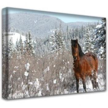 colección de caballos 1, canvas art print - Cuadro. Tamaño 20 x 34 - 51 x 86 cm.