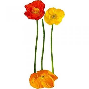 Plage 803703 Adhesivos de decoración-Tres Amapolas, 120 x 50 cm