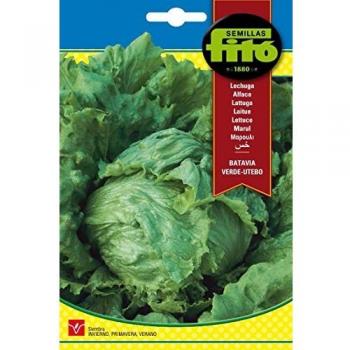 Semillas Fitó 207 - Semillas de Lechuga Batavia Verde Utebo