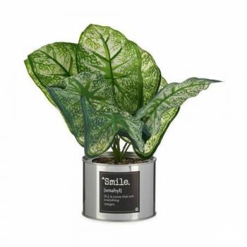 Ibergarden Planta Decorativa Caladio Metal Plástico 26 x 26 x 26 cm (6 Unidades) - Aire de Originalidad