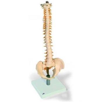 3B Scientific VB84 Modelo de anatomía humana Columna Flexible, Con Discos Intervertebrales Suaves + software de anatomía gratuito - 3B Smart Anatomy