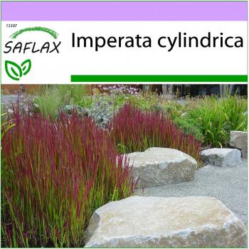 SAFLAX - Cogongrass - 50 semillas - Imperata cylindrica - Hierba sangrienta japonesa - Erba del sangue