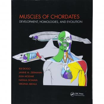 Chordate Muscle Anatomy: Development, Homologies, and Evolution Insights
