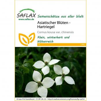 SAFLAX - Cornus Kousa - 30 semillas - Corniolo chino - Cornejo japonés - Hartriegel asiático