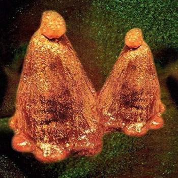 Oocyte Oil & Stolen Androgens [Vinilo]