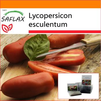 SAFLAX - Jardim no Saco - Tomate San Marzano - 10 sementes com substrato em saco de pé adequado - Lycopersicon esculentum
