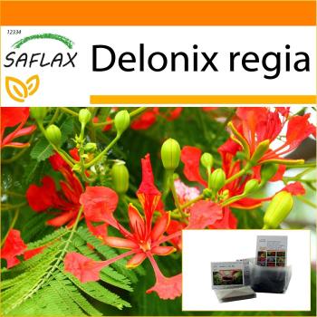 SAFLAX - Garden in the Bag - Flamboyant - 6 semillas - Con sustrato en bolsa de pie adecuada - Delonix regia