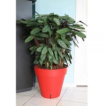 Maceta Riviera Rojo Polipropileno Redondo Bola Ø 50 cm