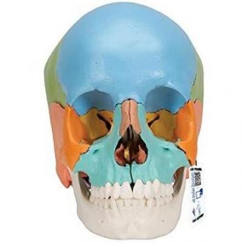 3B Scientific A291 Modelo Anatómico Humano - Cráneo Desmontable, versión didáctica con 22 Piezas
