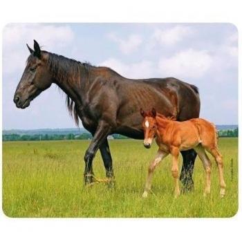 yegua con potro: alta calidad con animales/cojín de ratón alfombrilla de ratón con imagen de caballos - Hecho en Alemania
