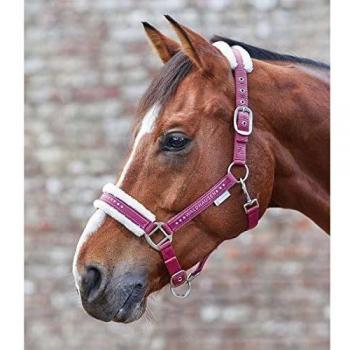 Halter elegante Waldhausen (Cob) con rienda y grímma a juego