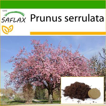 SAFLAX - Cereza negra silvestre (Prunus serrulata) - 30 semillas - Con sustrato para mejor cultivo