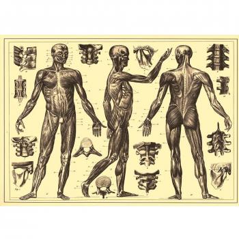 Póster médico vintage de «El cuerpo humano», de «Brockhaus y Efron Enciclopedia», Rusia, 1890, reproducción de 200 g/m², A3