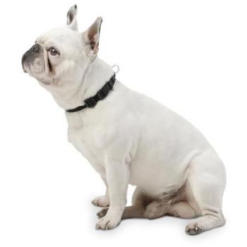 Collar ajustable para perros pequeños TOTTO modelo Mylu, talla XS, estampado negro, herrajes resistentes, chapa de seguridad, anilla tipo D para correa