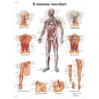 3B Scientific Vr4353L El Sistema Vascolare, 1