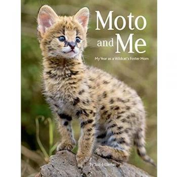 Moto and Me: My Year as a Wildcat's Foster Mom