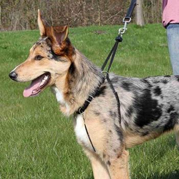 TRIXIE Arnés Guía Lead'n'Walk Basic para Perros