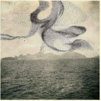 A Small Murmuration [VINYL]