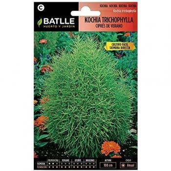 Semillas de Flores - Kochia Tricophylla - Ciprés de verano - Batlle