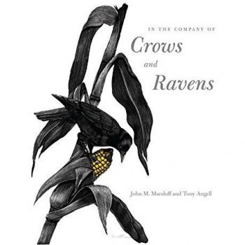 In the Company of Crows and Ravens
