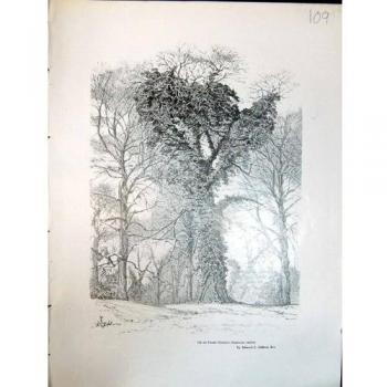 Impresión Antigua del Ulmus 1908 del Olmo del Árbol de Castaña Dulce de la Hiedra del Diario del Arte Campestris Edward Clifford