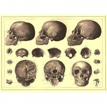 Vintage de anatomía The Human c1890 de Calavera de la sin Nombre, para Study 250 gsm Art Tarjeta Brillante A3 reproducción de póster