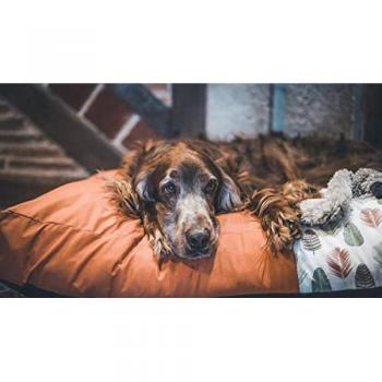 Cama para Gato Aimé Desmontable - Talla L, diseño étnico y natural, diámetro 90 cm, colección Sweet Tropical Confort, colchón naranja, adecuada para gatos y perros grandes