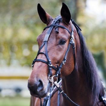 Finn-Tack Beta/nylon bienquerer Pro