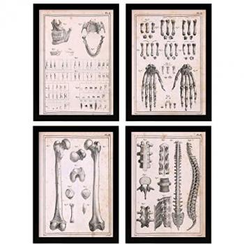 Pósters Vintage de Anatomía Humana - Set de 4 Ilustraciones en A4 con Marco Negro (Columna Vertebral, Manos y Mandíbula) - Alta Calidad para Decoración de Interiores