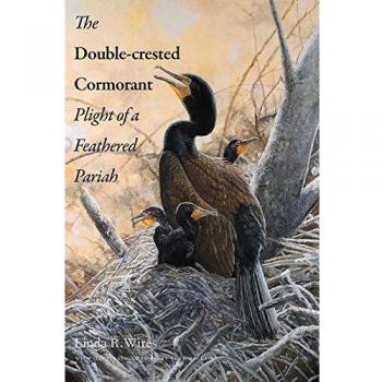 Double-Crested Cormorant: Plight of a Feathered Pariah