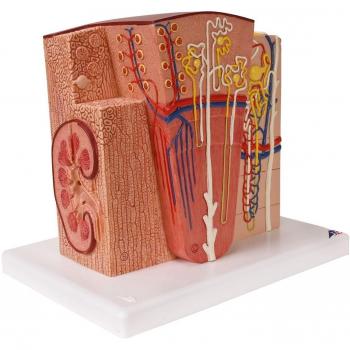 3B Scientific K13 Modelo de anatomía humana Microanatomy Riñón + software de anatomía gratuito - 3B Smart Anatomy