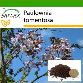SAFLAX - Árbol de la Princesa (Paulownia tomentosa) - 200 semillas con substrato para mejor cultivo