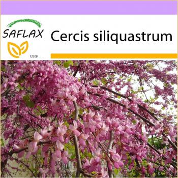 SAFLAX - Árbol del Amor (Cercis siliquastrum) - 60 semillas