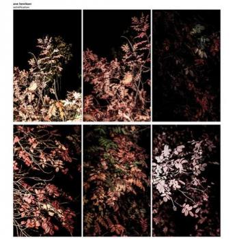 Solidification Complete Set: 2 DVDs & 7 LPs