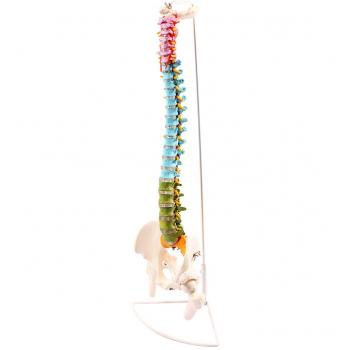 Cranstein A-339 - Modelo de columna vertebral con pelvis y medias para los muslos, didácticas, modelo de anatomía como modelo de aprendizaje o herramienta educativa