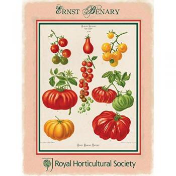 Benary Tomato Cartel de Chapa Placa metal Estable plano Nuevo 30x40cm VS3233-1