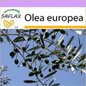 SAFLAX - Azeitona Comum - 20 sementes - Olea europea - Semillas de olivo común, paquete de 20 semillas