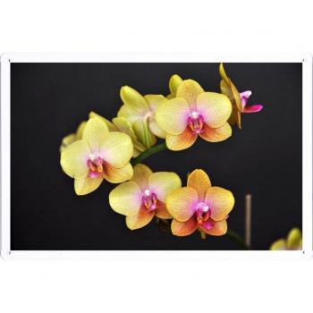 Metal cartel Cartel de chapa Hojalata sesión Flower Tin Sign Orchid Flower Twig Yellow Black Background 42844 Retro Vintage Pared Decoración by hamgaacaan