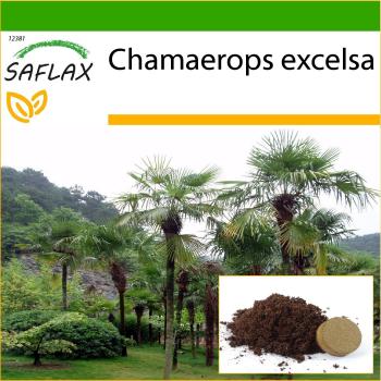 SAFLAX - Palmera de Molino de Viento China - 10 semillas con substrato para mejor cultivo - Chamaerops excelsa