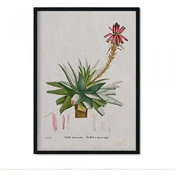 Lámina Decorativa Acuarela Naturaleza 086 - Ilustraciones de Pierre-Joseph Redouté - Tamaño A4 Sin Marco
