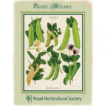 Benary Podded Peas Cartel de Chapa Placa metal Estable plano Nuevo 30x40cm VS3232-1