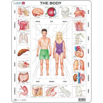 Puzzle Educativo Larsen - El Cuerpo (35 Piezas)