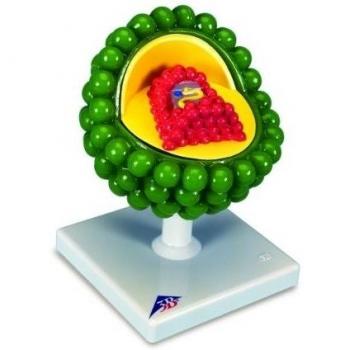 3B Scientific L40 Modelo de anatomía humana Virus del Sida + software de anatomía gratuito - 3B Smart Anatomy