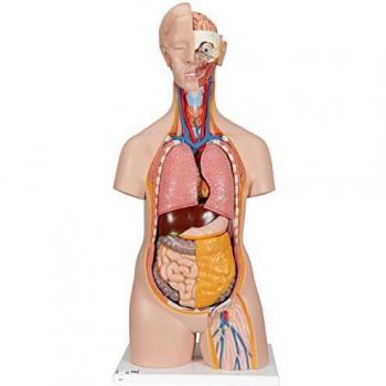 3B Scientific B13 Modelo de anatomía humana Torso Clásico Asexuado, 14 Partes + software de anatomía gratuito - 3B Smart Anatomy