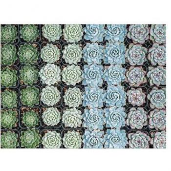 Succulent Garden 2-sided 500pc Puzzle