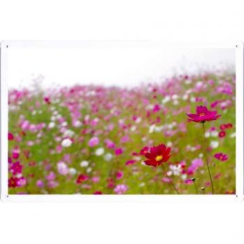 Metal cartel Cartel de chapa Hojalata sesión Flower Tin Sign Kosmeya Flowers Meadow Blur Summer 33475 Retro Vintage Pared Decoración by hamgaacaan