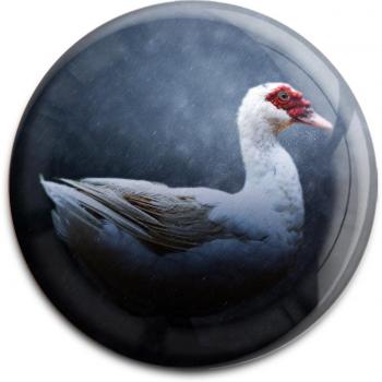 Imán el imán de nevera/Pato/Animales en la naturaleza