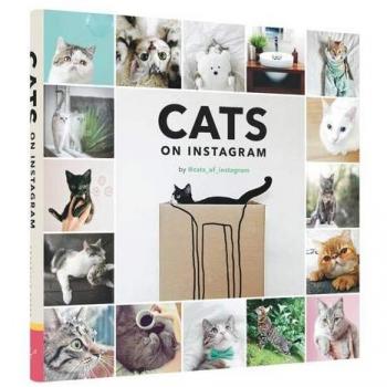 Cats On Instagram